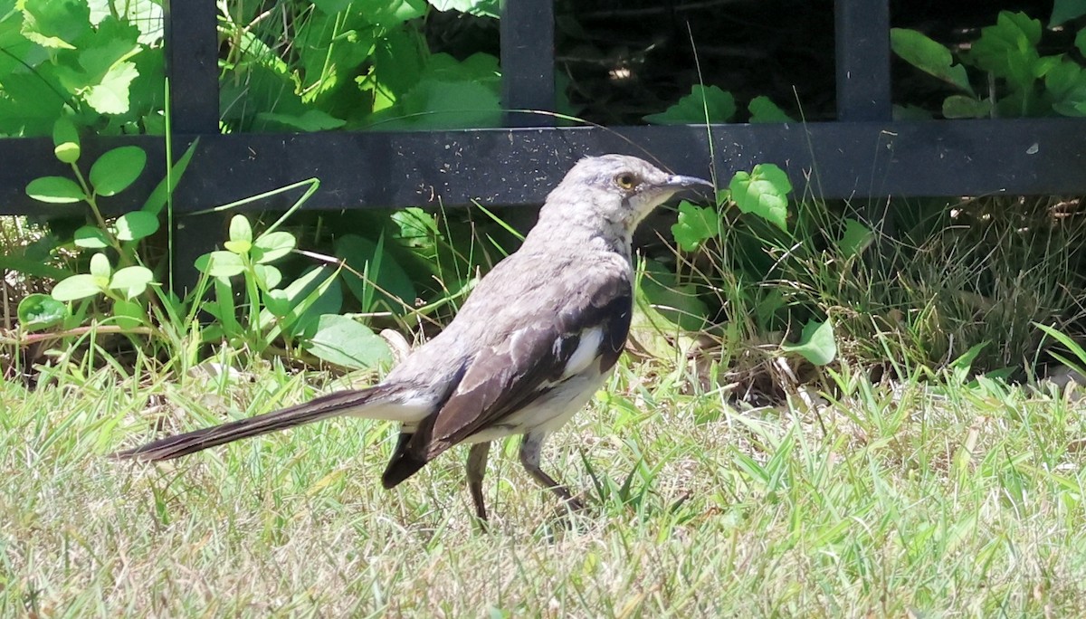 Northern Mockingbird - ML640066671