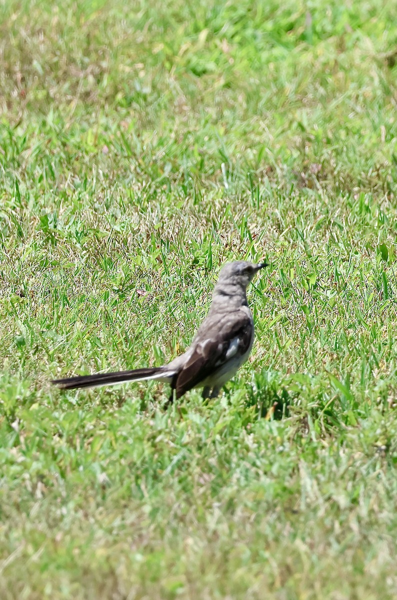 Northern Mockingbird - ML640066672