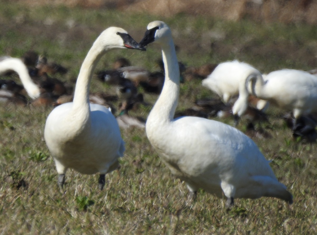 Trumpeter Swan - ML640066680
