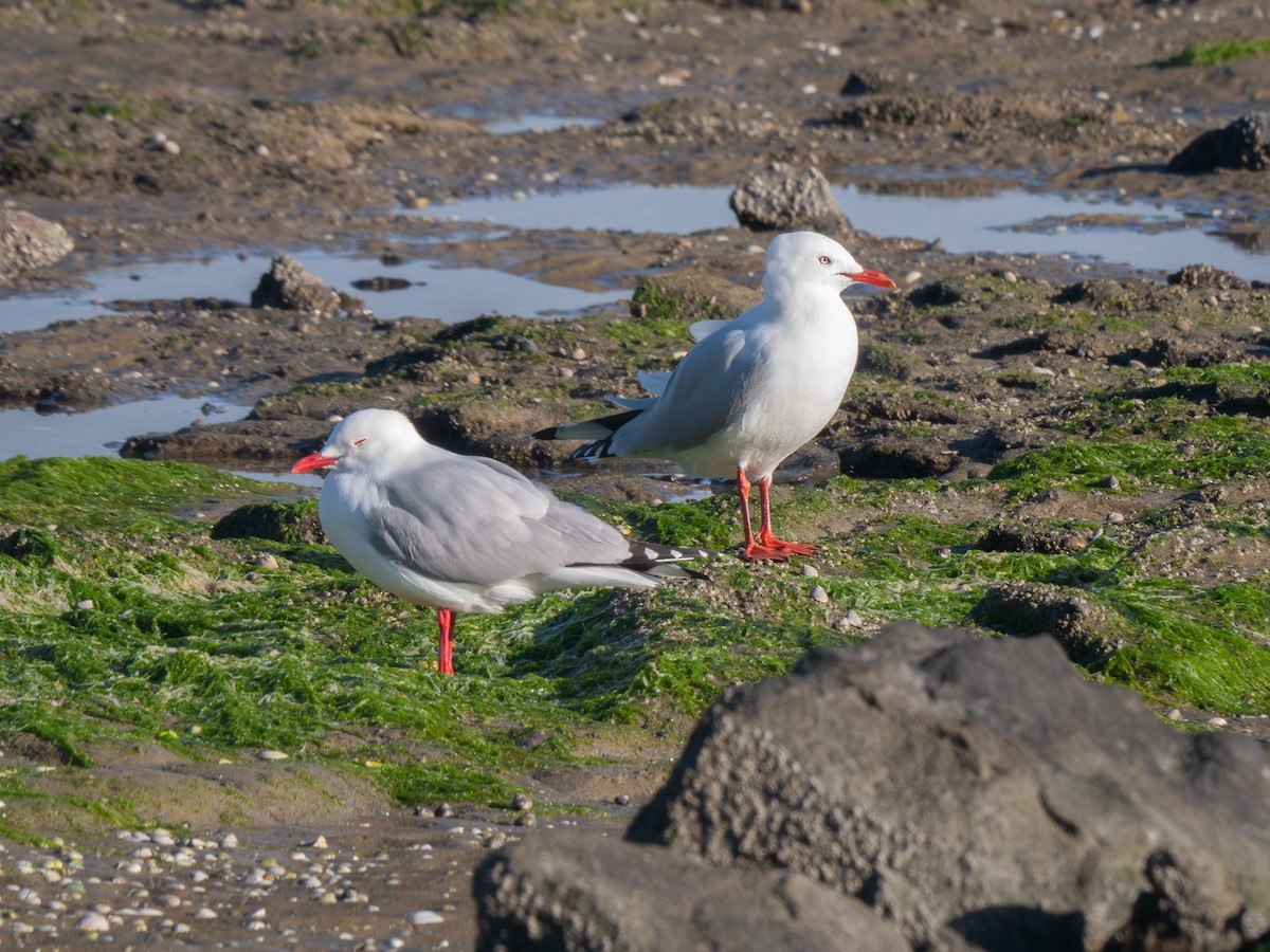 Silver Gull - ML640066742