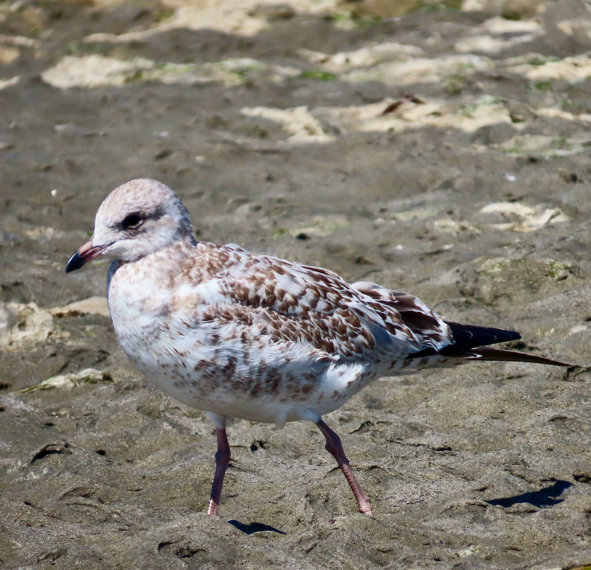 クロワカモメ - ML640066754