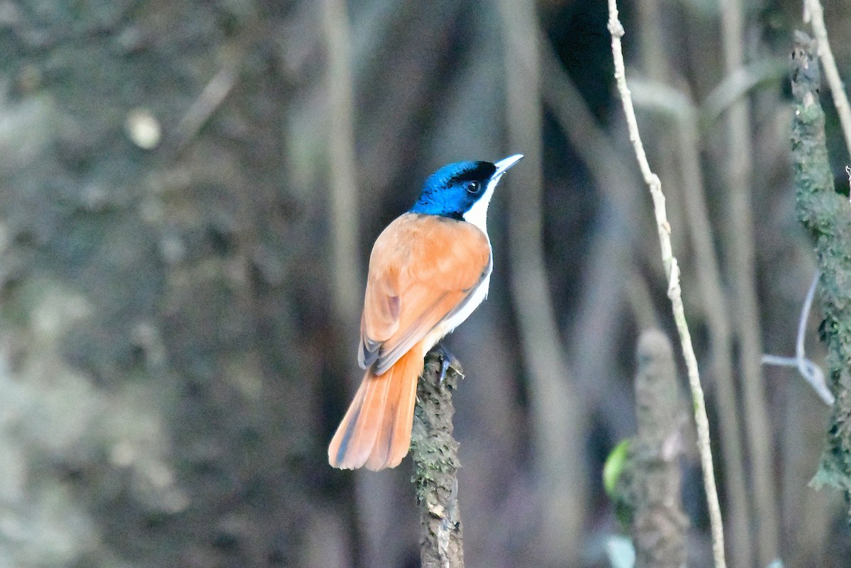 Shining Flycatcher - ML640066777