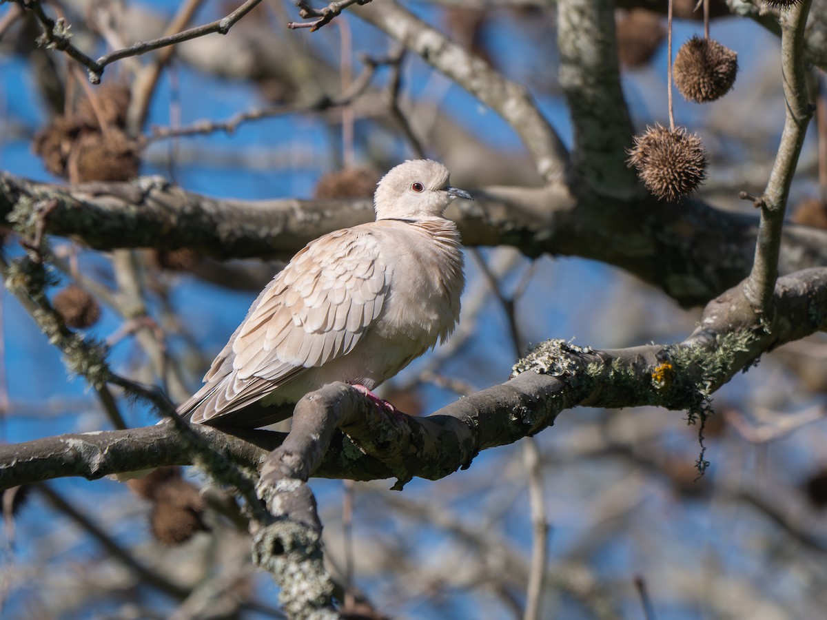 African Collared-Dove - ML640066825