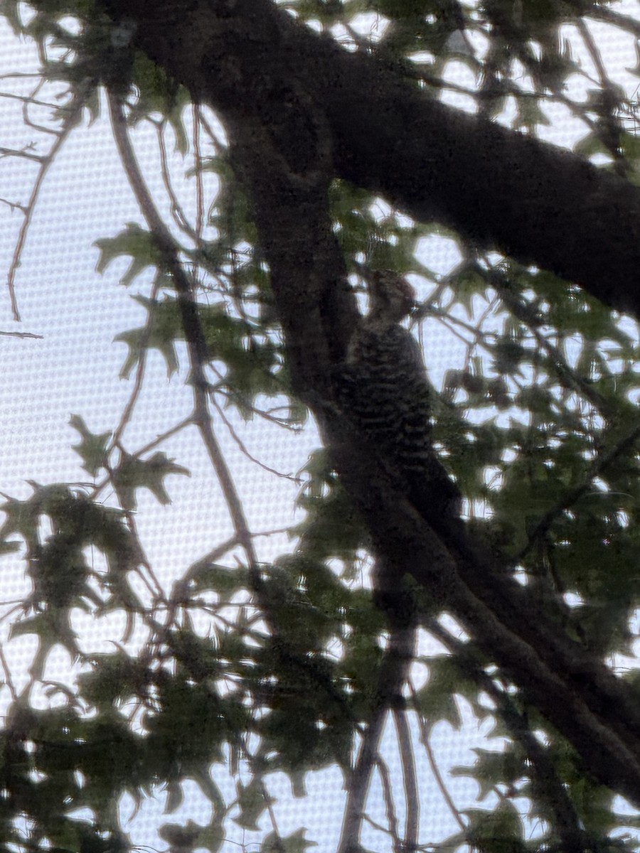 woodpecker sp. - ML640066865