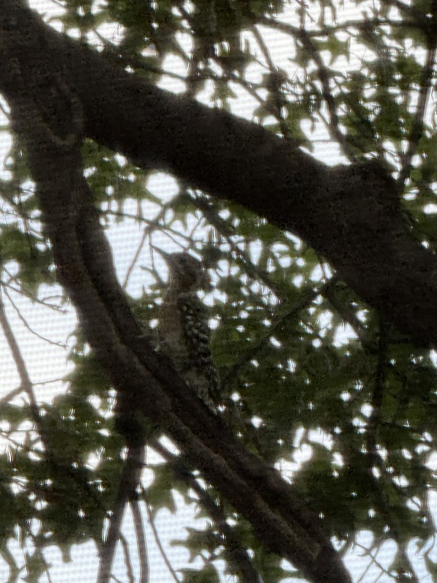 woodpecker sp. - ML640066866