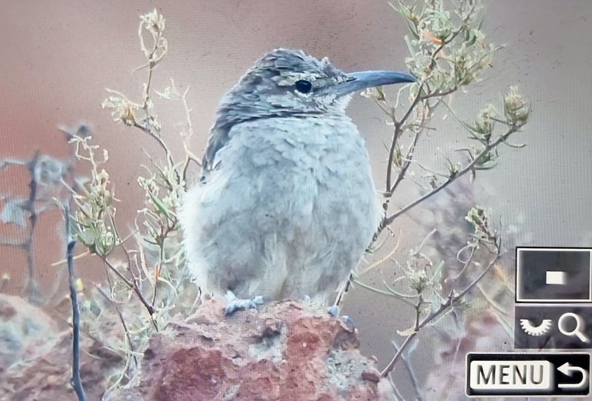 Thick-billed Miner - ML640066940