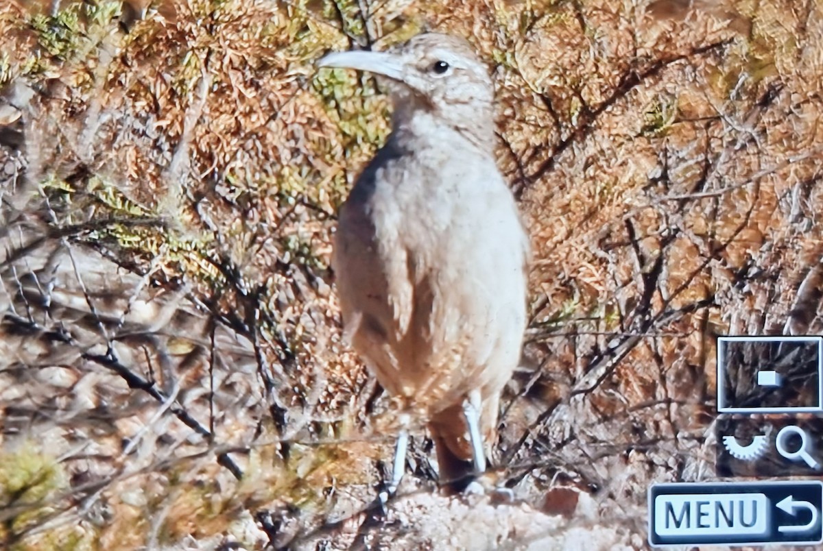 Thick-billed Miner - ML640066941