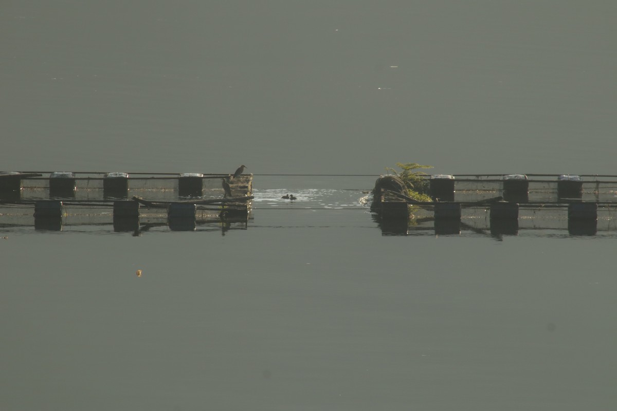 Australasian Grebe - ML640067006