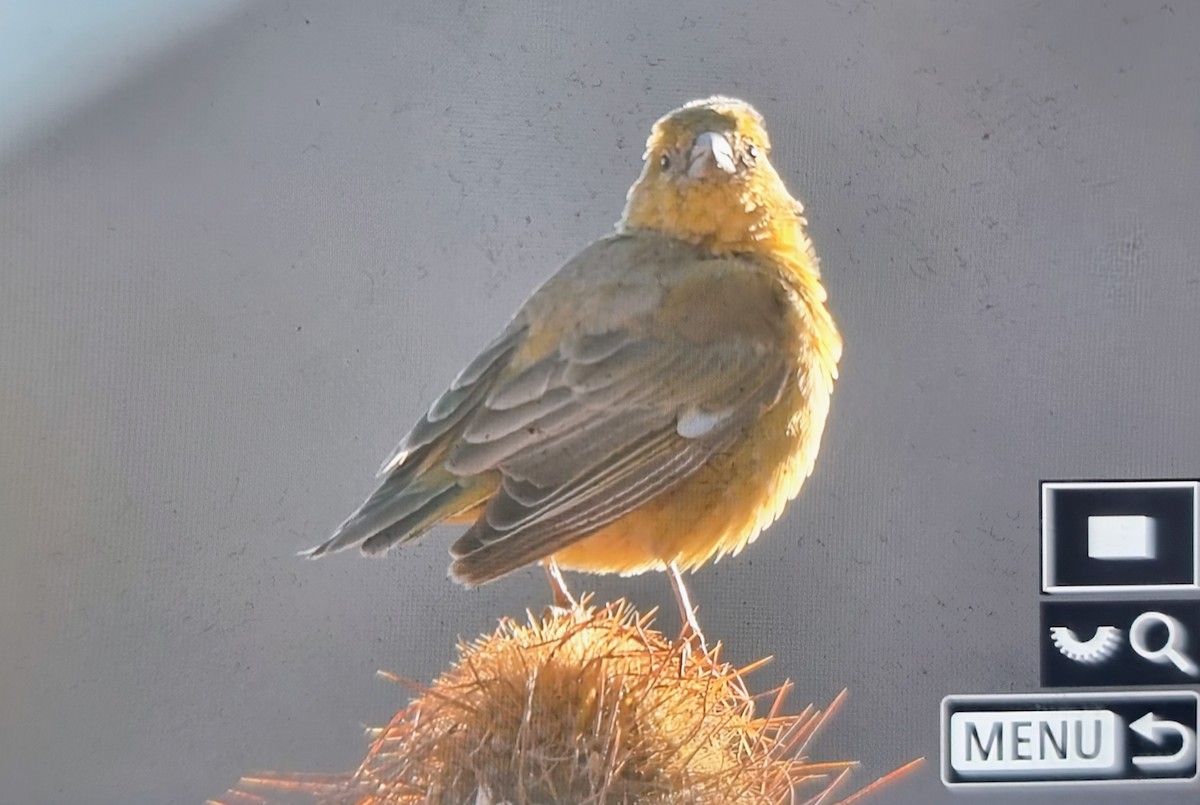 Greenish Yellow-Finch - ML640067015