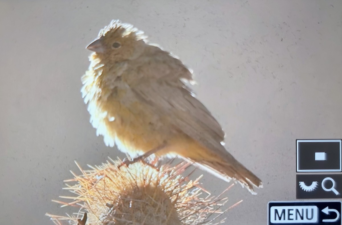 Greenish Yellow-Finch - ML640067016