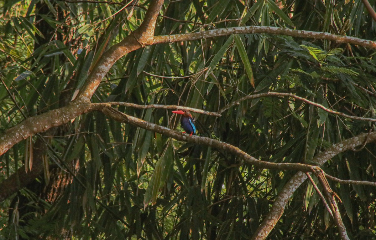 Javan Kingfisher - ML640067029