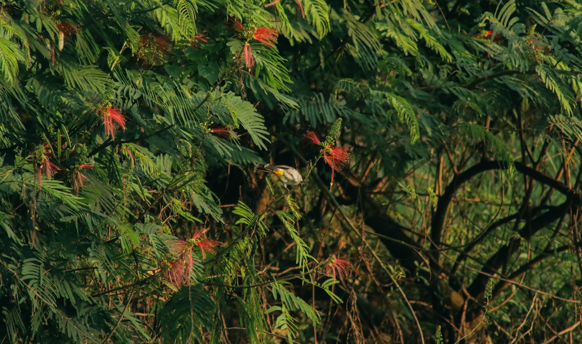 Sooty-headed Bulbul - ML640067035