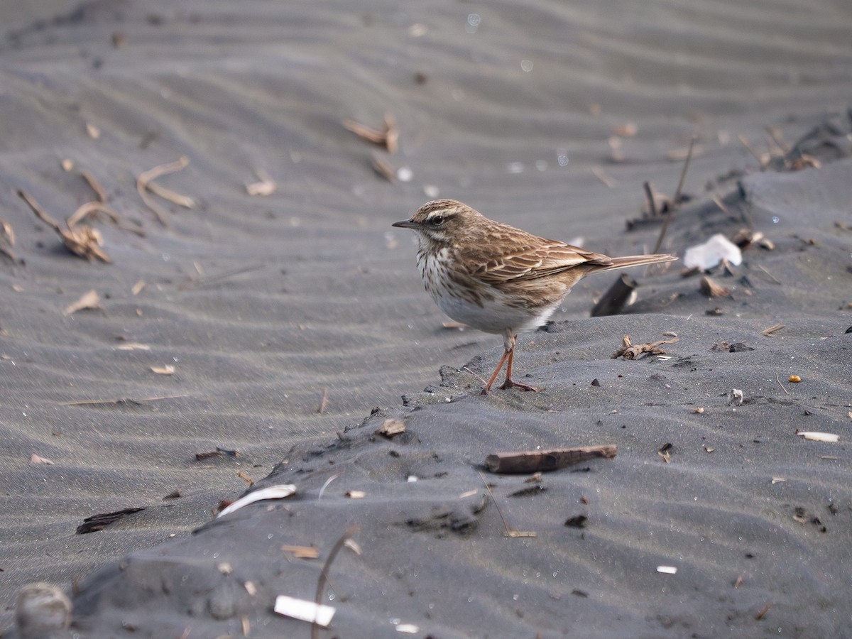 New Zealand Pipit - ML640067039