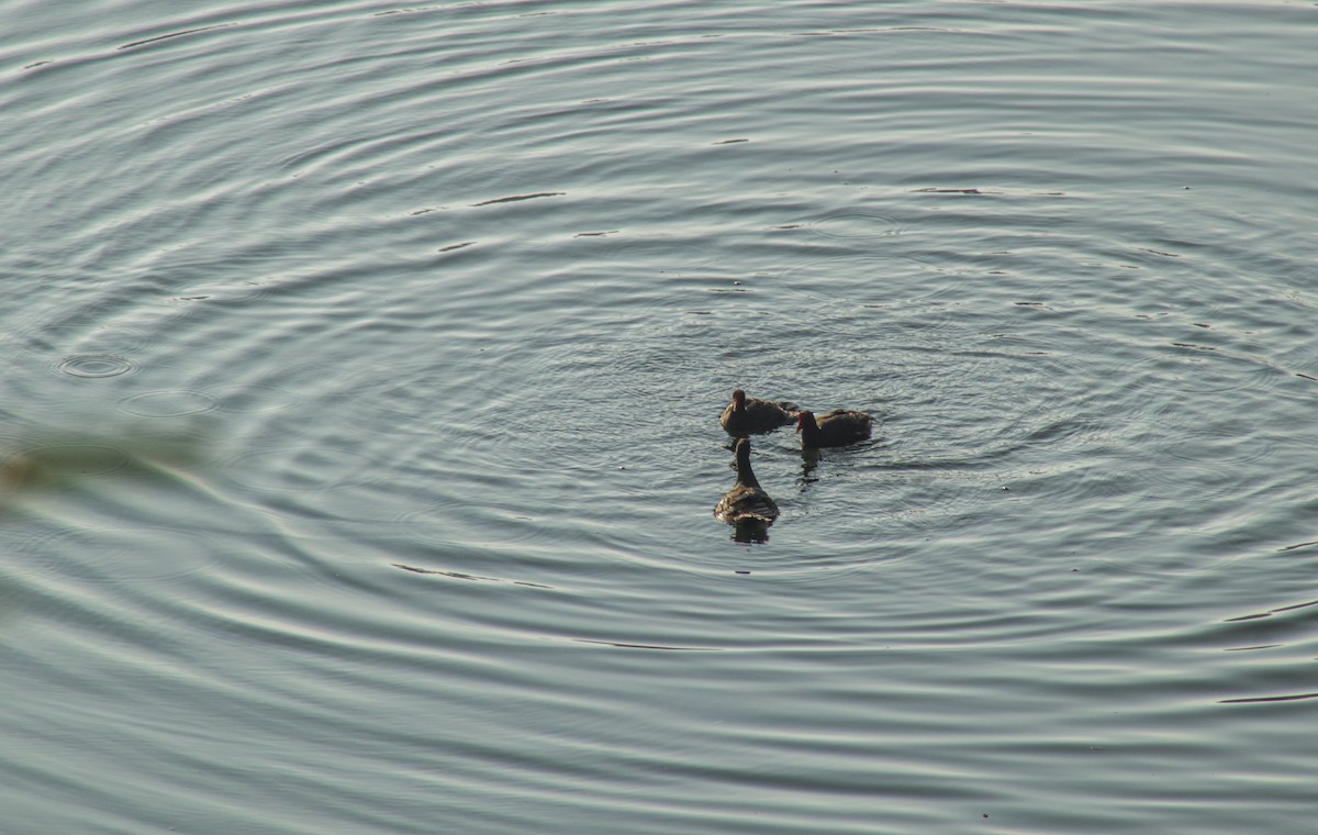 Eurasian Moorhen - ML640067077