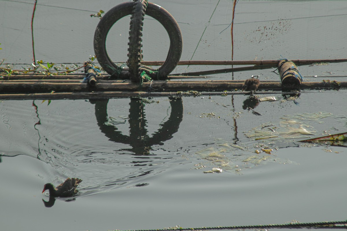 Eurasian Moorhen - ML640067078