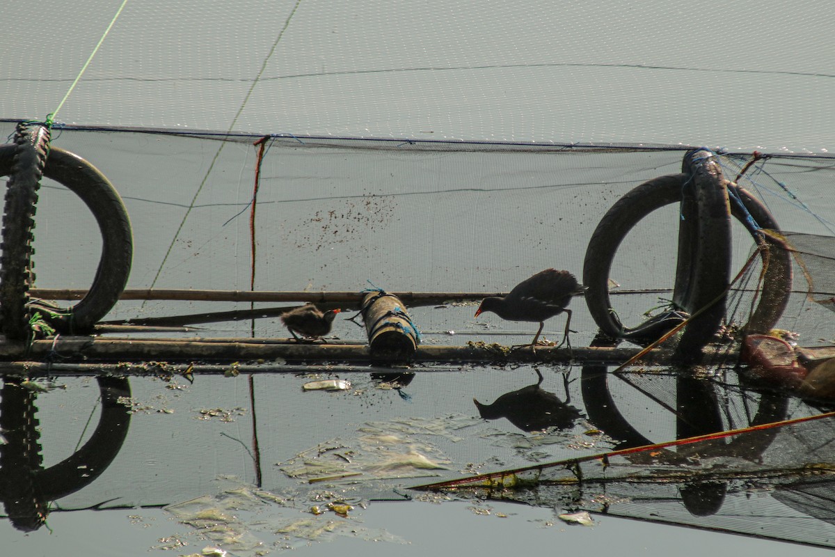 Eurasian Moorhen - ML640067081