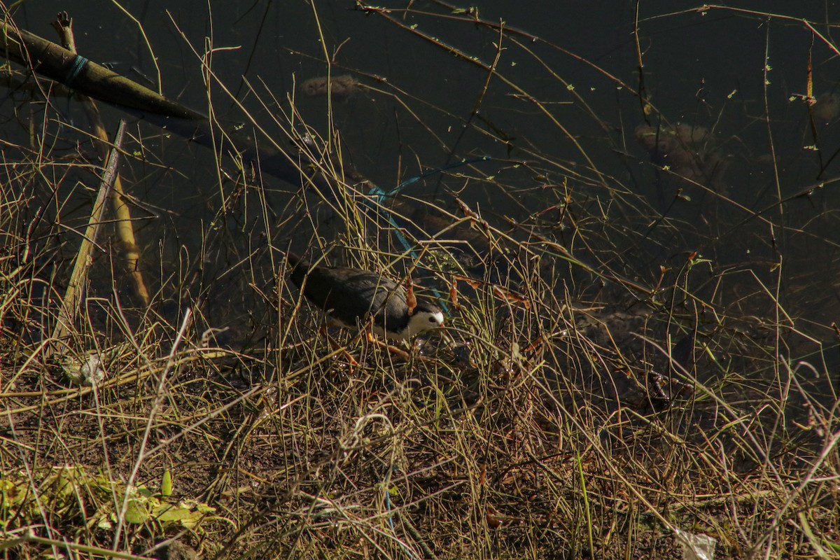 White-breasted Waterhen - ML640067090