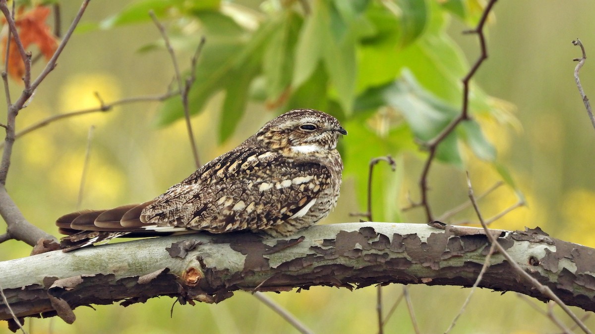 Lesser Nighthawk - ML640067225