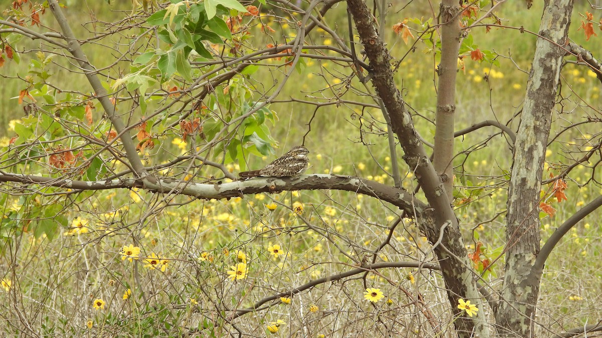 Lesser Nighthawk - ML640067244
