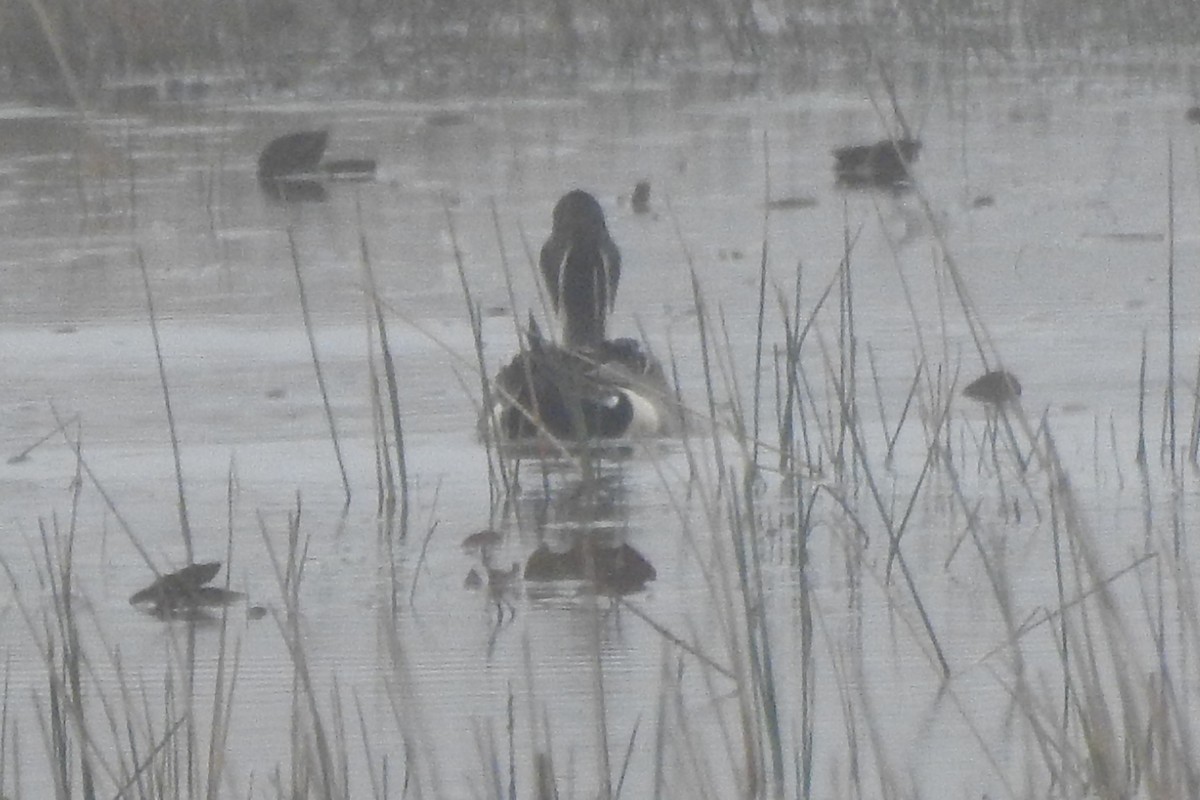 Northern Pintail - ML640067307