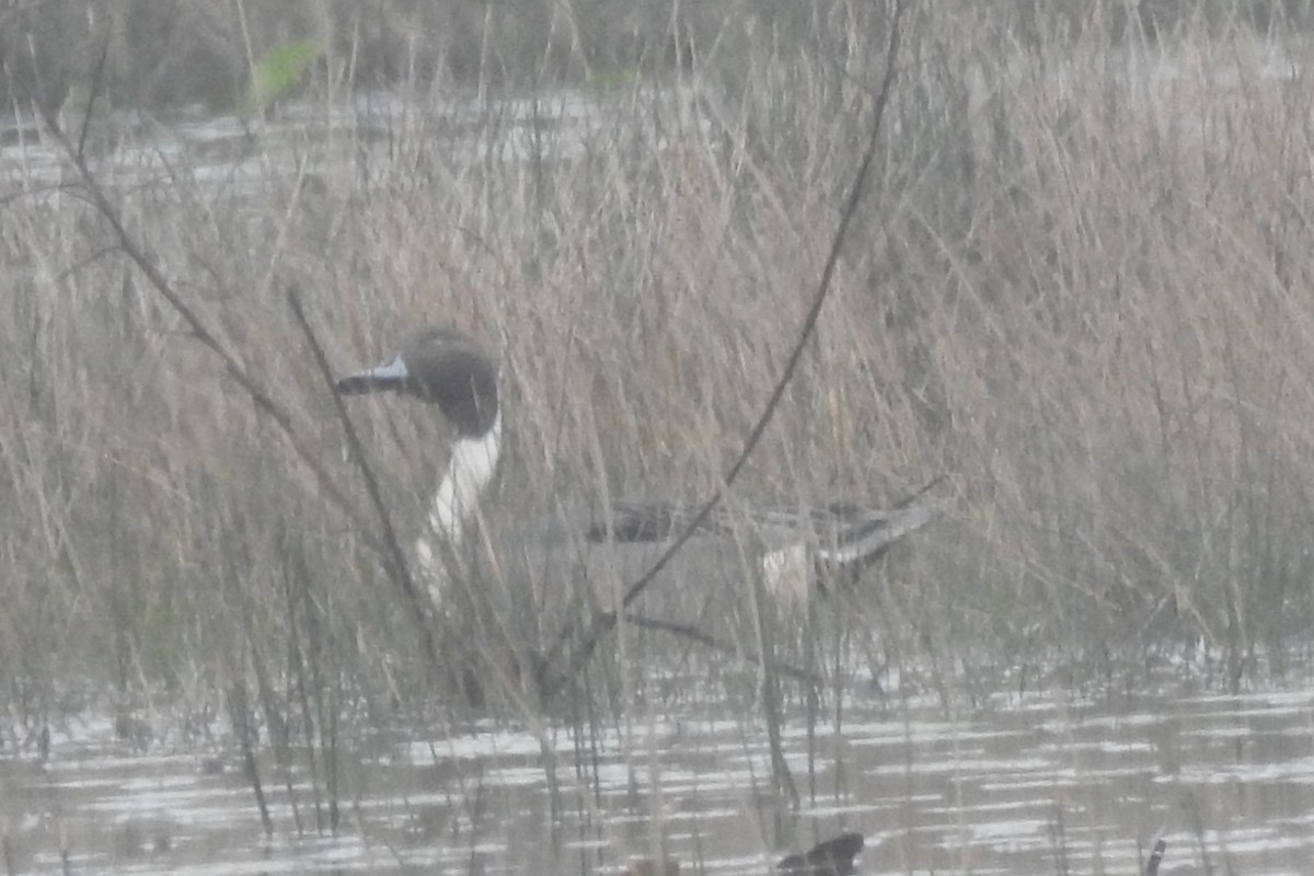 Northern Pintail - ML640067308