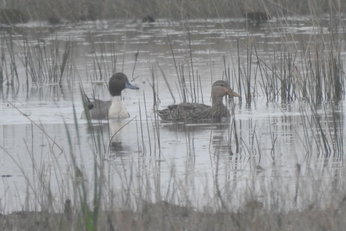 Northern Pintail - ML640067309