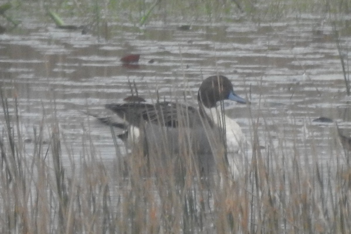 Northern Pintail - ML640067310
