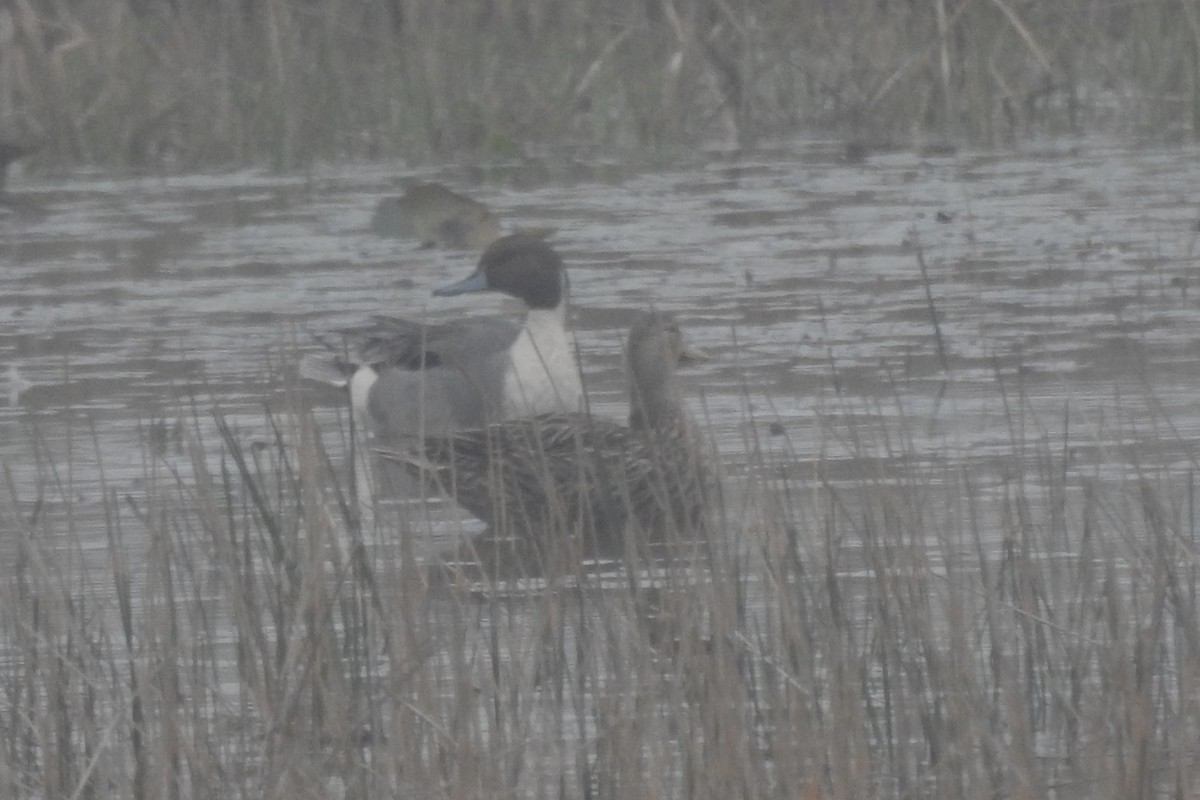 Northern Pintail - ML640067311