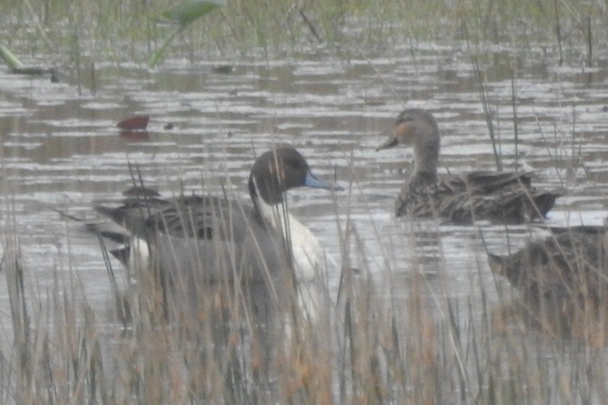 Northern Pintail - ML640067312