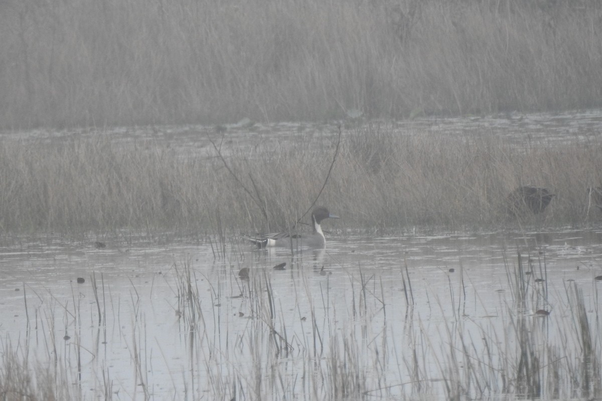 Northern Pintail - ML640067313