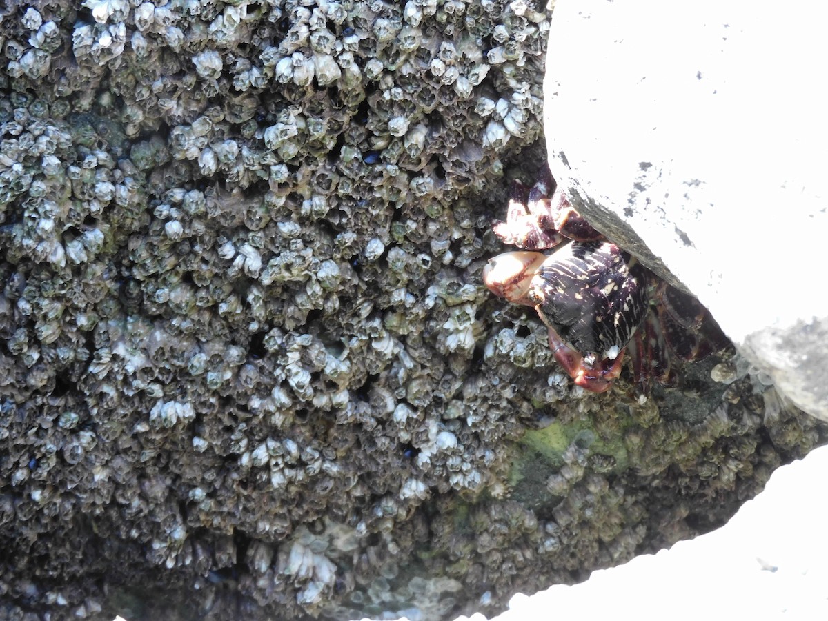 Striped Shore Crab - ML640067325