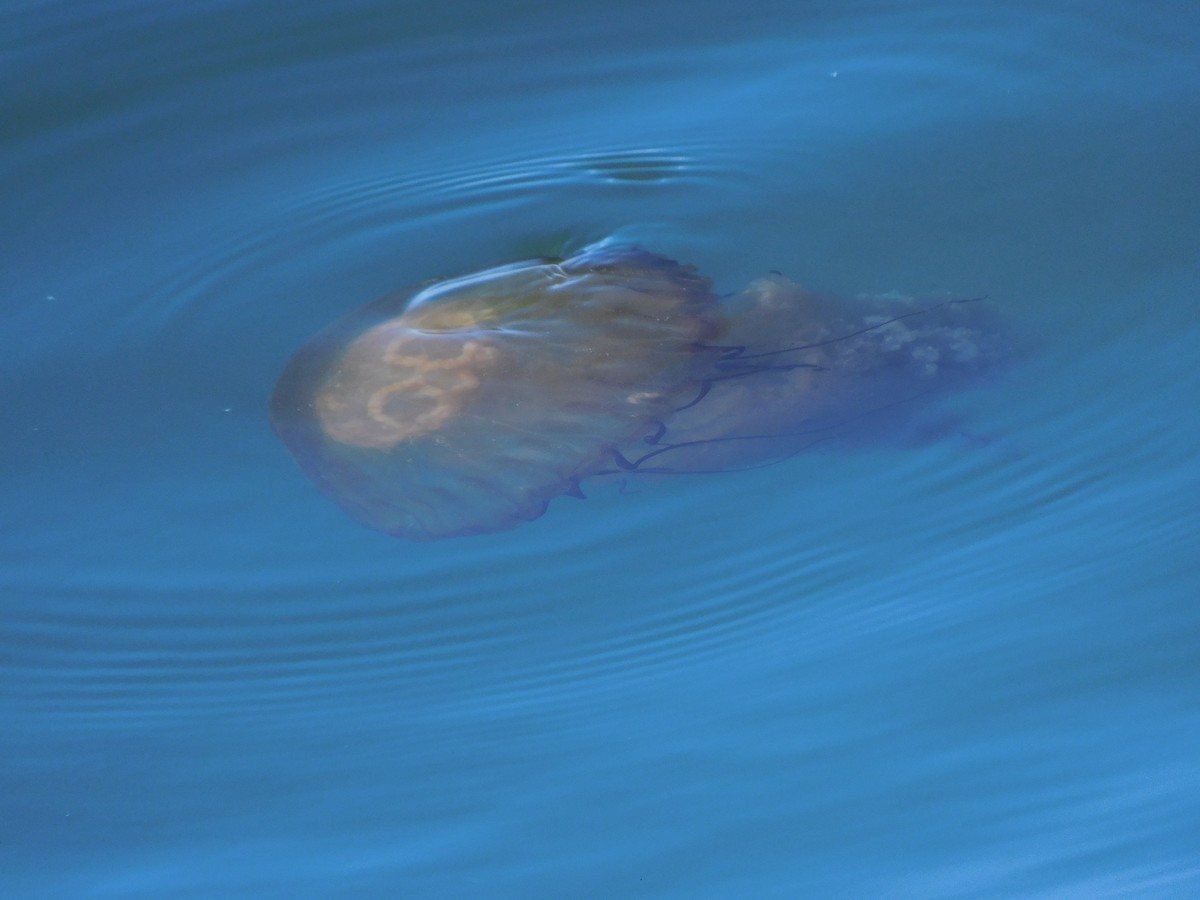 Pacific Sea Nettle - ML640067328
