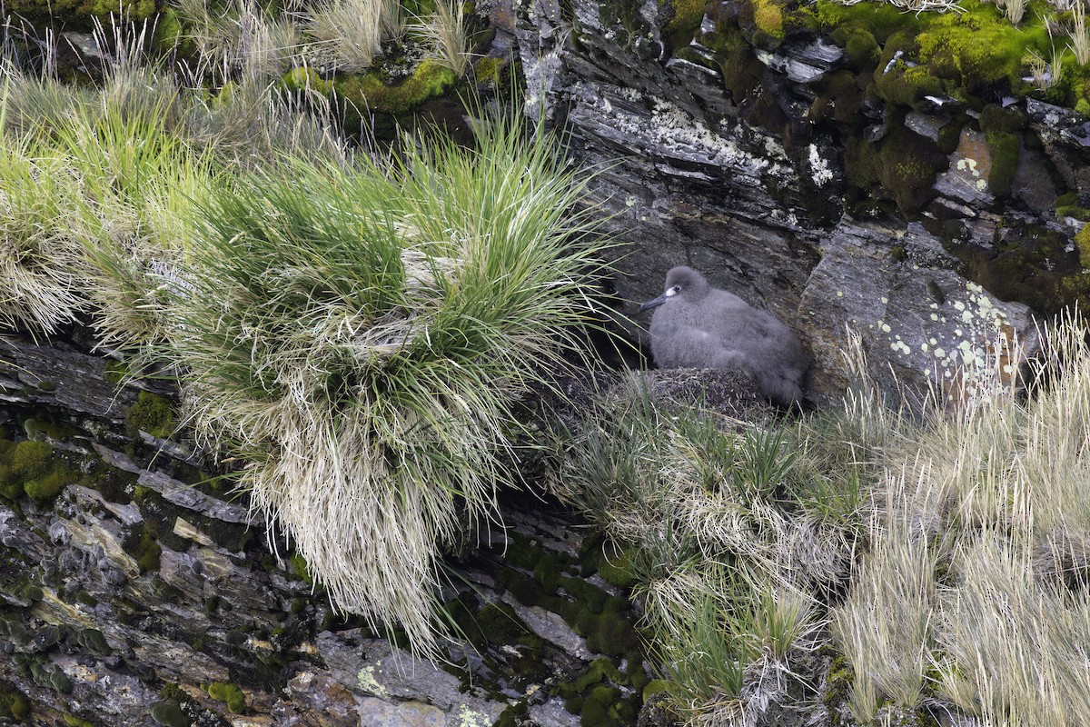Light-mantled Albatross - ML640067337