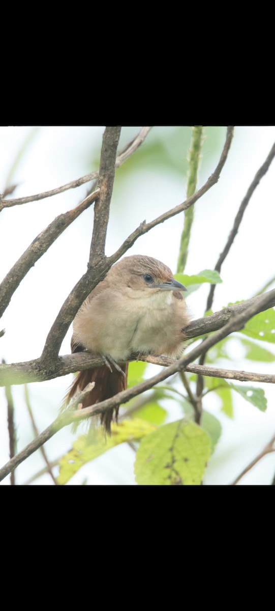 Plain Thornbird - ML640067468