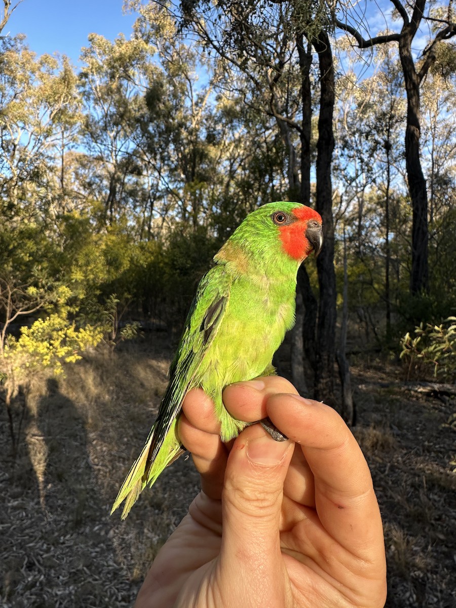 Little Lorikeet - ML640067704
