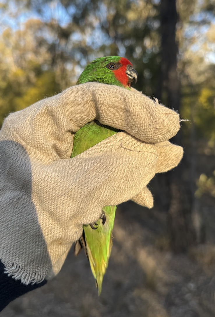 Little Lorikeet - ML640067708