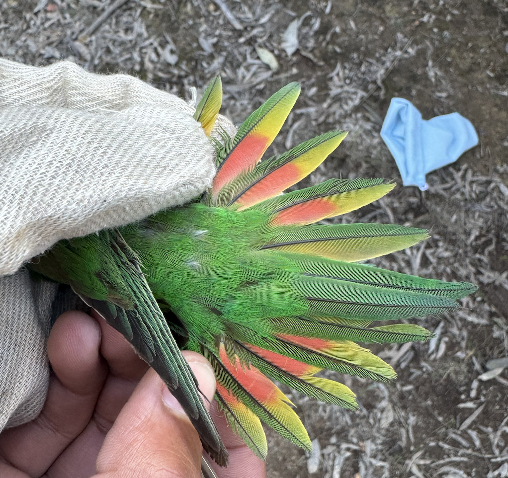 Little Lorikeet - ML640067713
