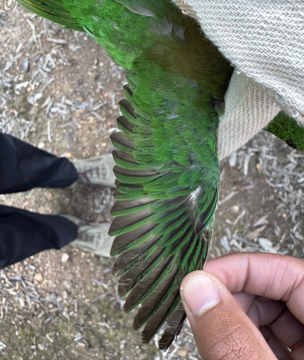 Little Lorikeet - ML640067719