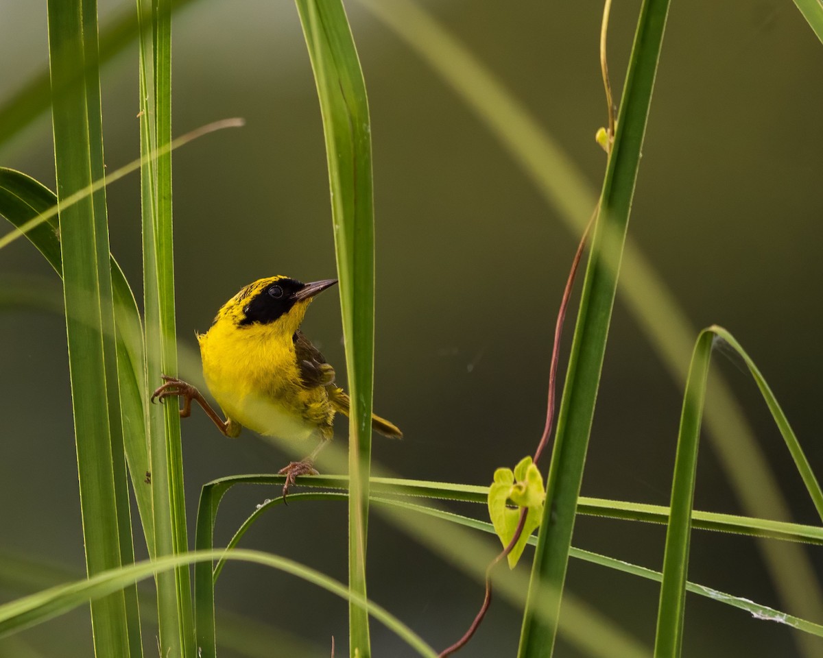 Altamira Yellowthroat - ML640067729