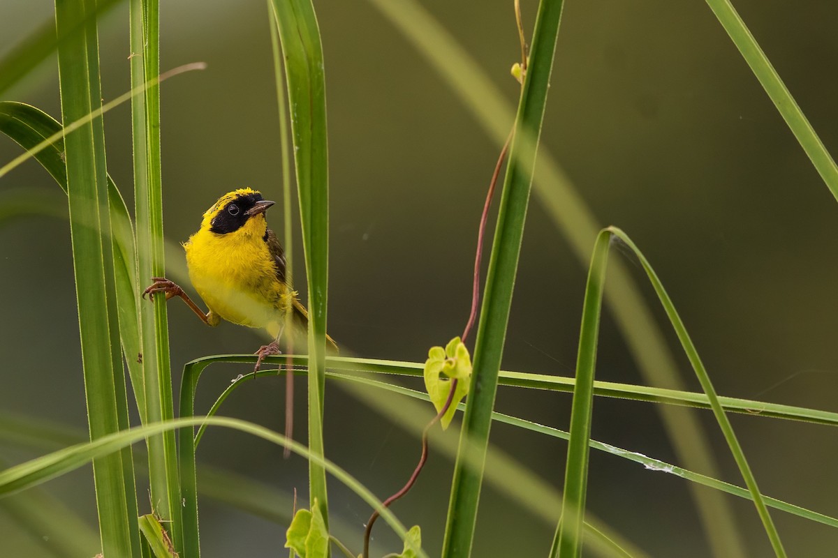 Altamira Yellowthroat - ML640067730