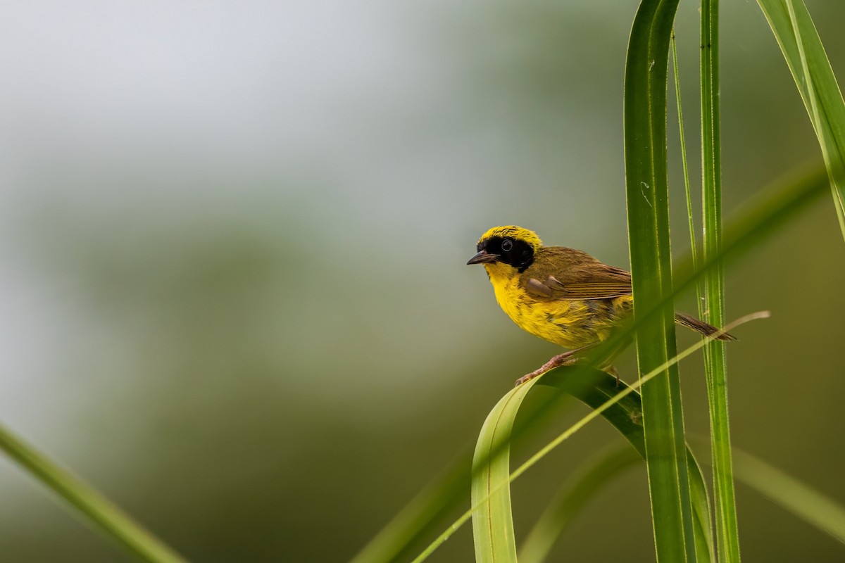 Altamira Yellowthroat - ML640067731