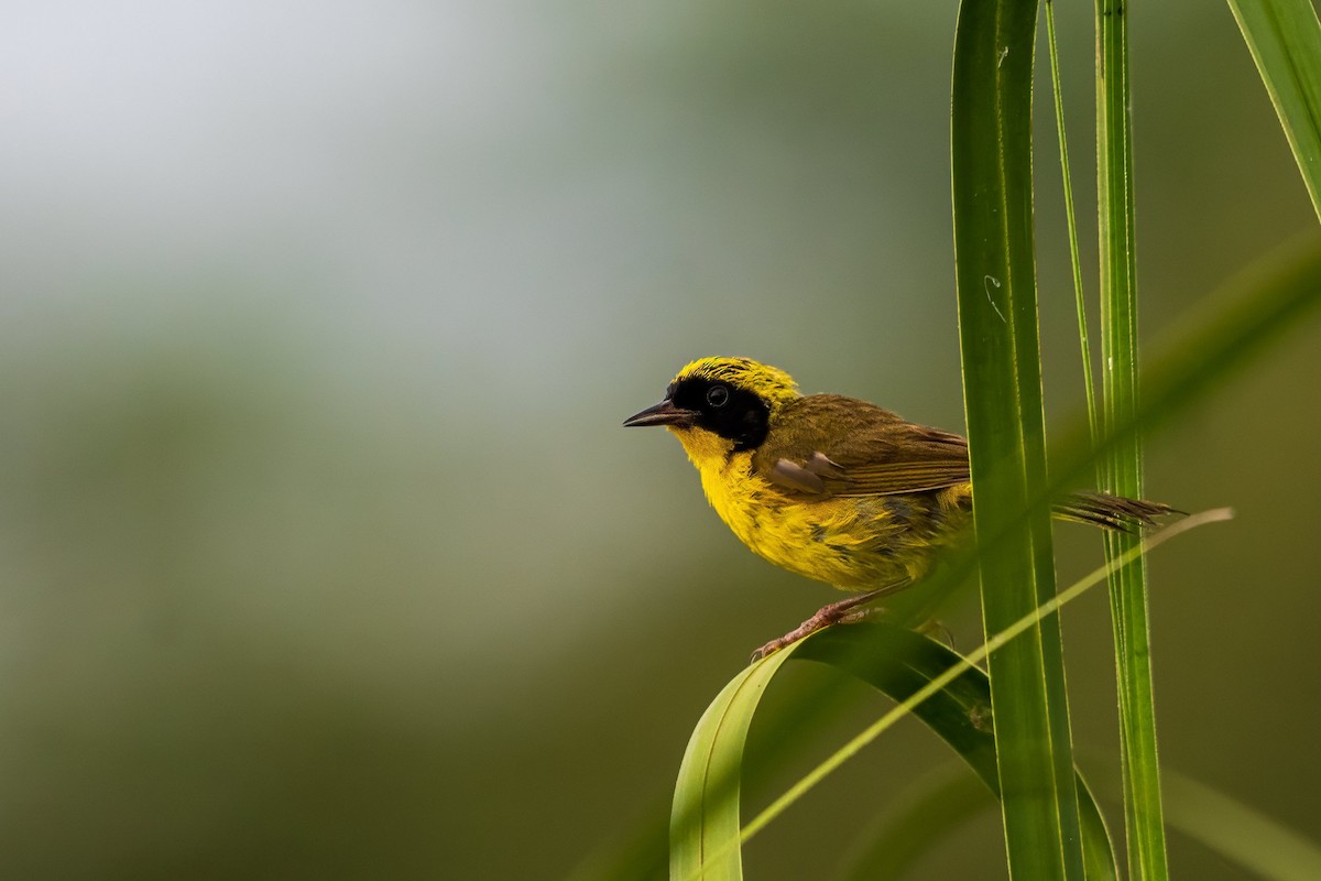 Altamira Yellowthroat - ML640067733