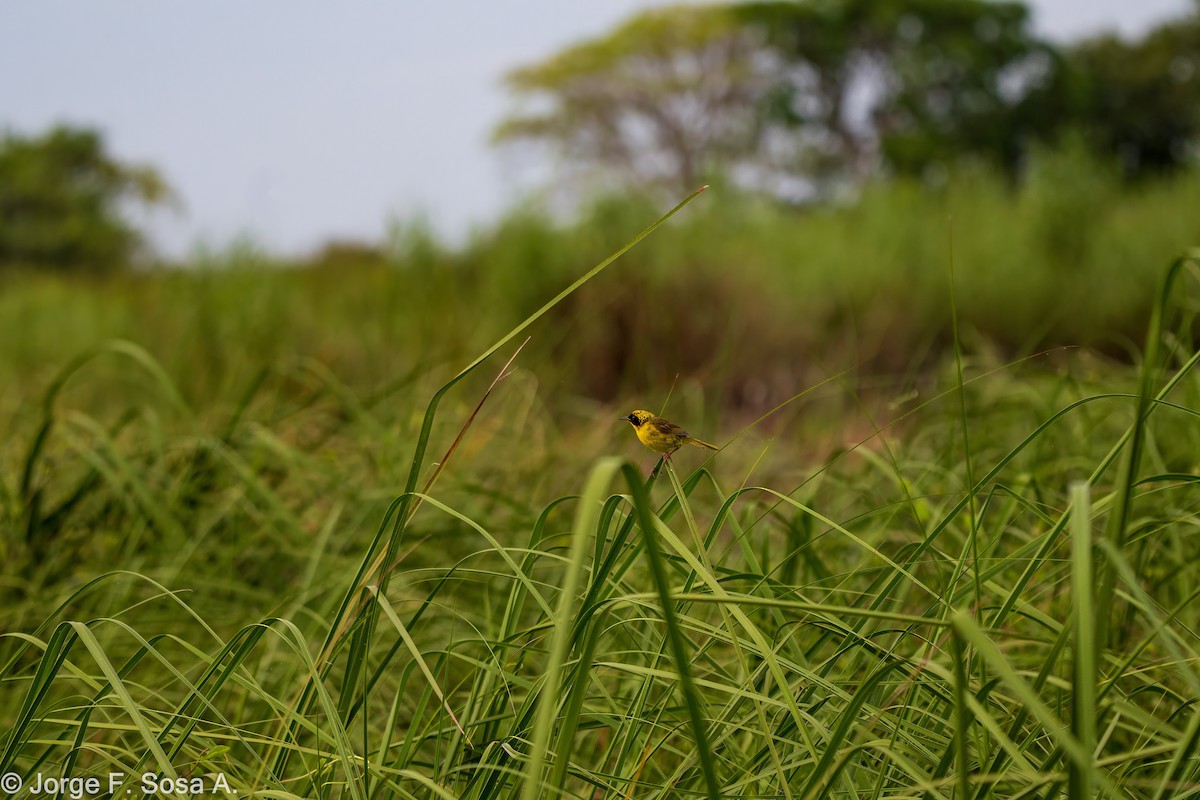 Altamira Yellowthroat - ML640067735
