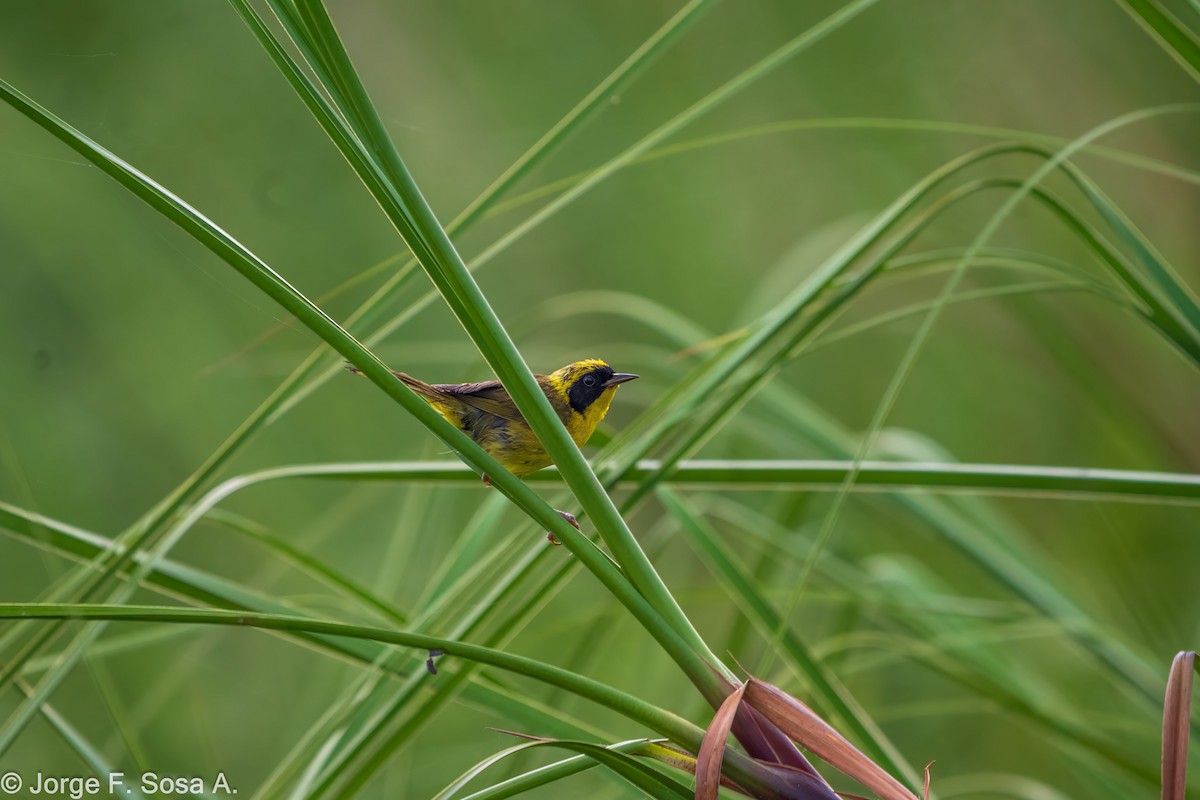 Altamira Yellowthroat - ML640067736