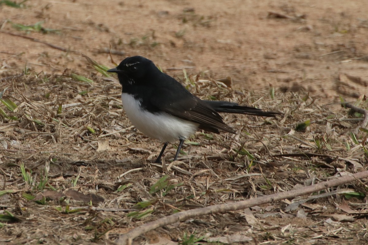 Willie-wagtail - ML640067752