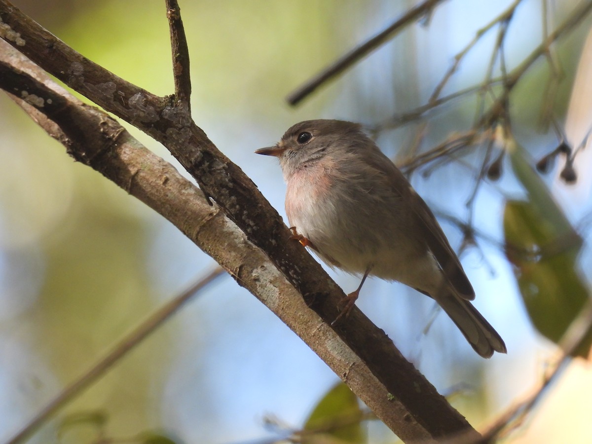 Rose Robin - ML640067763