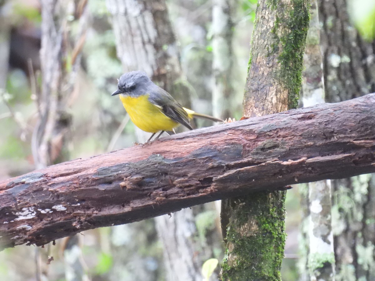 Eastern Yellow Robin - ML640067769