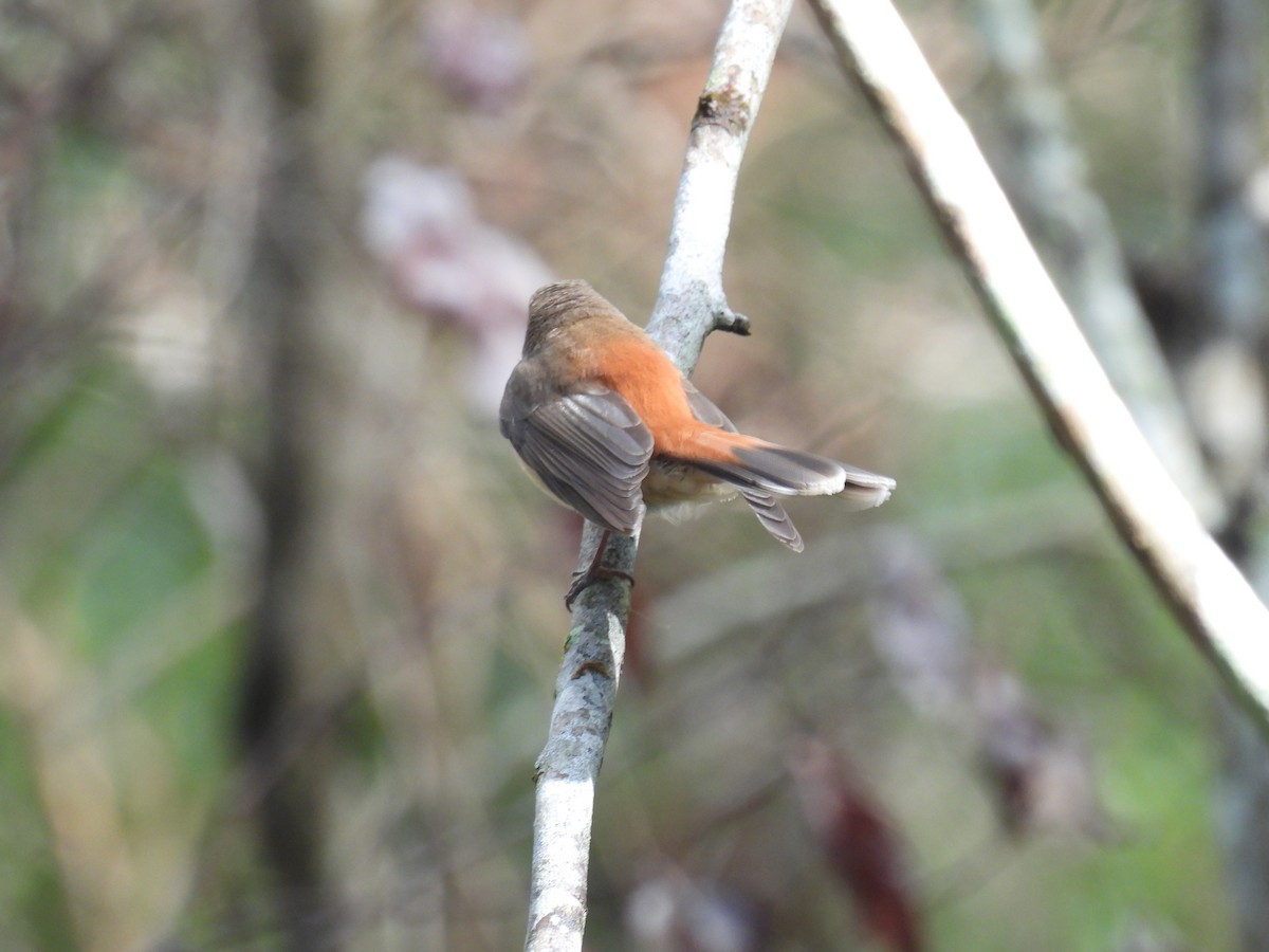 Australian Rufous Fantail - ML640067780