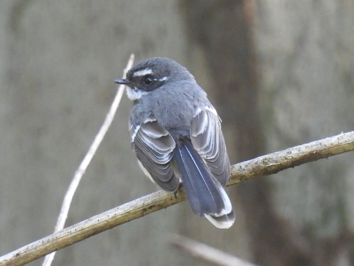 Gray Fantail (alisteri) - ML640067781