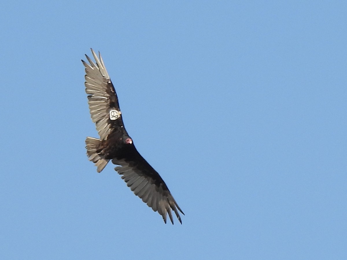Turkey Vulture - ML640067853